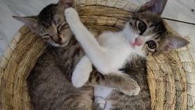 小猫踮脚吃瓜,小猫踮脚吃瓜萌态十足
