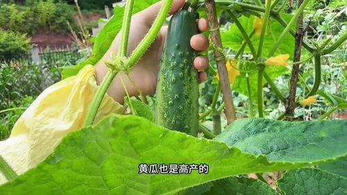 摘几个瓜吃,明星们的“瓜田”生活