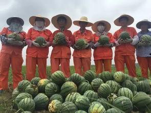 随便摘点瓜吃,随摘瓜果，品味生活点滴