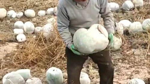 带你吃大瓜雕塑,揭秘雕塑背后的故事与寓意