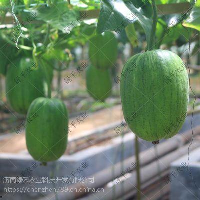 短蒲瓜怎样吃,探索家常美味新选择