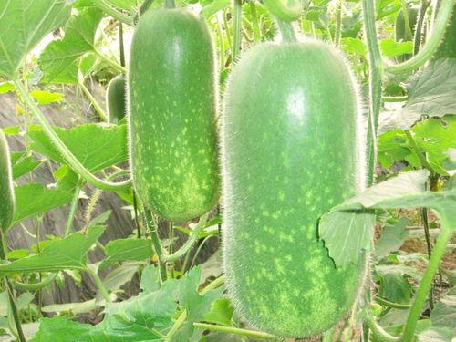 1811吃瓜现场,一场盛大的民间娱乐盛宴