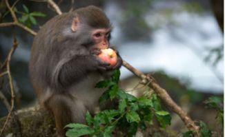 猴子吃葫芦瓜图片大全,猴子吃葫芦瓜图片大盘点