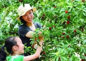 兰溪宝龙吃瓜,揭秘背后真相与网络热议