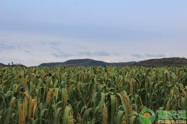 怎样防止麻雀吃瓜,有效措施守护丰收