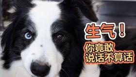 狗狗快速吃瓜,萌态十足！