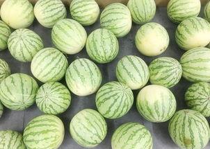 吃瓜真的假的,是真是假，一探究竟