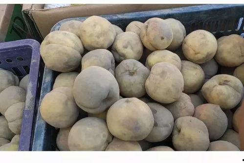 南疆特产瓜只能在当地吃的瓜,那些只能在当地品尝的瓜果珍品