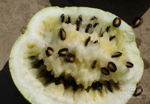 吃籽瓜经常上厕所,轻松解决“频繁如厕”烦恼