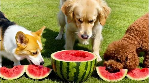 小狗吃瓜事件图片,萌宠瞬间引发网友热议