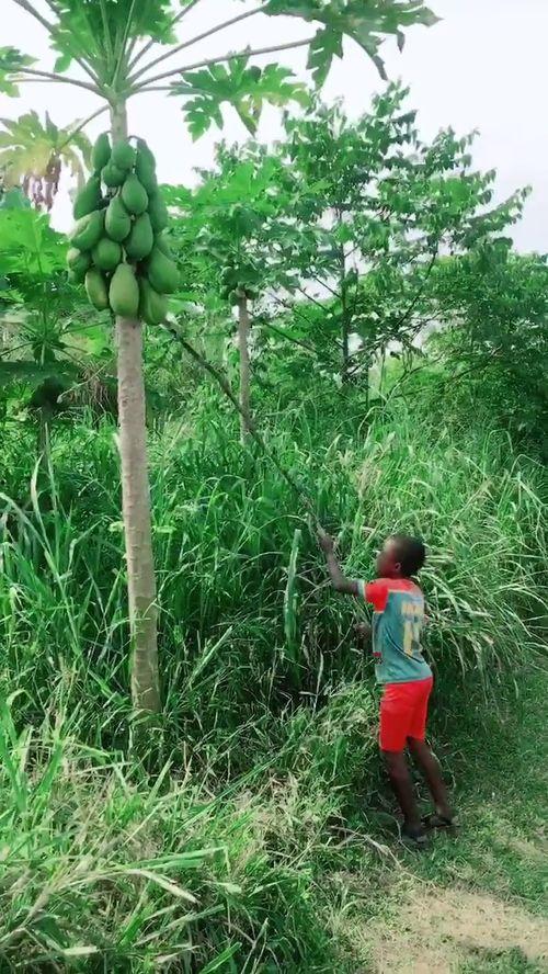 树叶自己吃自己的瓜,树叶自食其瓜之谜