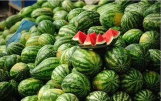 瓜园吃西瓜,一场别开生面的西瓜盛宴