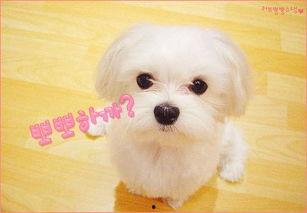 兔子吃不吃瓜叶,兔子食瓜叶习性探究